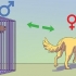 Calmare un cane maschio quando una femmina è in calore