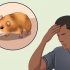 Catturare un criceto fuggito