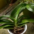Rinvasare un'orchidea
