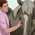 Insegna a un cavallo