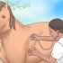 Fai arrivare un cavallo