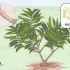 Potare una plumeria