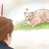 Combattere un puma
