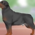 Identificare un rottweiler
