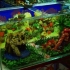 Prepara un acquario per tartarughe
