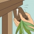 Far rivivere una pianta di aloe vera morente
