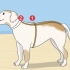 Lavorare a maglia un maglione per un cane