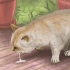 Trattare un gatto avvelenato