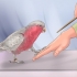 Addestra un uccello a calpestare il tuo dito