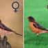 Distinguere una femmina di pettirosso da un maschio