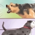 Addestrare un cane da guardia