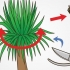 Potare una yucca