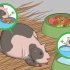 Aiutare una cavia incinta