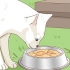 Adotta un gatto randagio