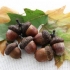 Ghiande essiccate con cui armeggiare