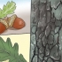 Identifica la foglia di quercia