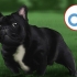 Allevamento di bulldog francesi