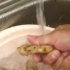 Spremere il succo di zenzero