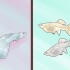 Guppy da riproduzione