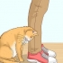 Riconosci se un gatto è un gatto randagio