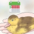 Determinazione del sesso di un cucciolo di anatra