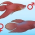Determinazione del sesso di un pesce betta