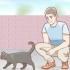 Determinare il sesso di un gatto