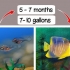 Determinazione del sesso di un pterophyllum