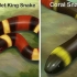 Essere in grado di distinguere tra un kingsnake e un coralsnake
