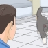 Guadagnare la fiducia di un gatto