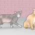 Guadagnare la fiducia di un gatto randagio