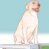 Incoraggiare i cani ad accoppiarsi