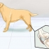 Aiutare i cani con problemi articolari e rigidità