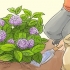 Preparare le ortensie per l'inverno