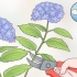 Taglia i fiori di ortensia