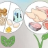 Aumenta di peso se mangi vegetariano