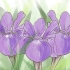 Iris in crescita