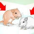 Addomestica i tuoi gerbilli