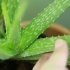 Prendersi cura dei propri capelli con l'aloe vera