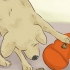 Rendere felice il tuo cane