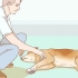 Aiutare il tuo cane con un ictus