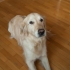 Insegnare al tuo cane a rotolare