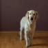 Insegna al tuo cane a sedersi