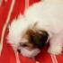 Toelettatura del tuo cane