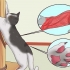 Impedisci al tuo gatto di graffiare i mobili