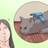 Disattiva il tuo gatto
