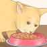 Rendere felice il tuo gatto