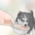 Addestramento e cura del tuo nuovo cucciolo di siberian husky