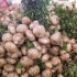 Jicama sbucciato