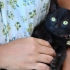 Lavare i gattini